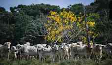 Vaca louca no Brasil: ministra da Agricultura minimiza casos