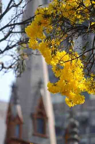 Mais comum, mas no menos imponente, ip-amarelo, a rvore smbolo do Brasil, tambm j se destaca na paisagem 