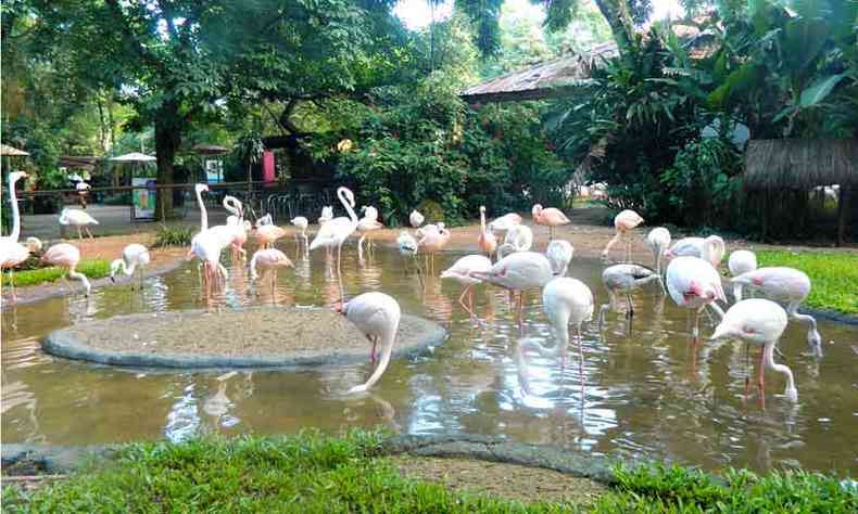 A populao de flamingos ocupa grande espao neste santurio natural(foto: Elizabeth Colares/EM/D.A Press %u2013 26/2/18)
