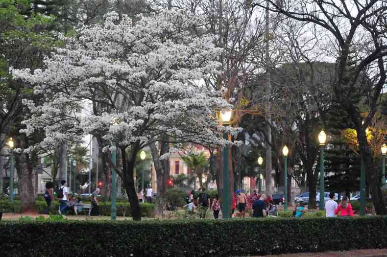 Pessoas caminham na Praa da Liberdade ao lado do ip branco florido