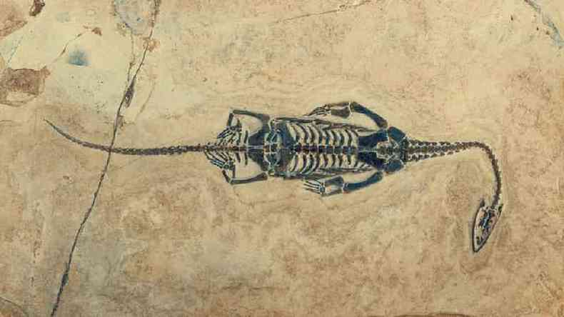 Esqueleto fossilizado de um Keichousaurus, do Perodo Trissico