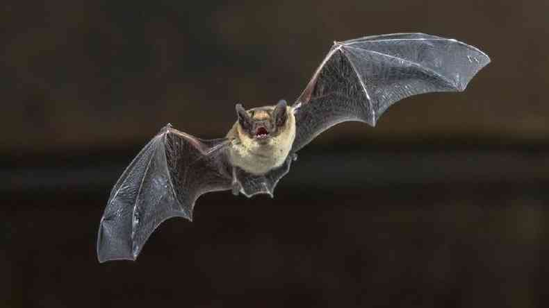 Morcegos no so cegos; eles tm um sistema de 'viso' muito especial(foto: Getty Images)