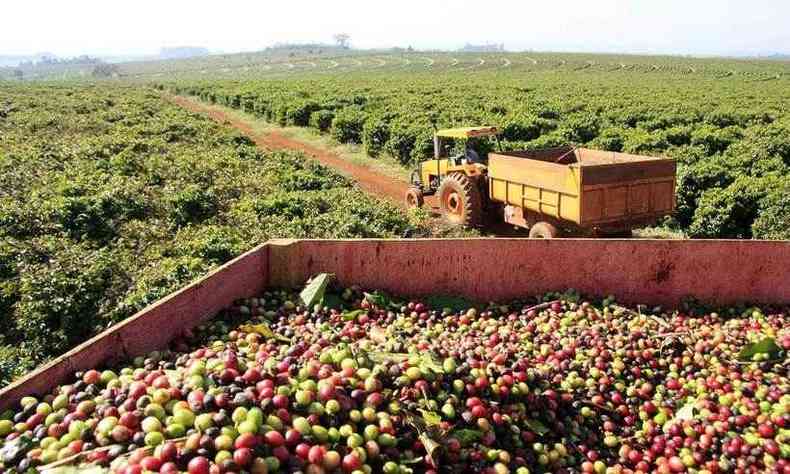 Minas Gerais segue no topo como maior estado produtor de caf do Brasil(foto: Divulgao/ Rural Pecuria)