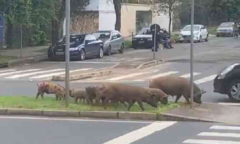 Porquinhos passeiam pelas ruas da capital e so filmados por vrias pessoas(foto: Reproduo/Twitter)