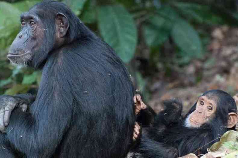 Bebê macaco chimpanzé atrás das grades