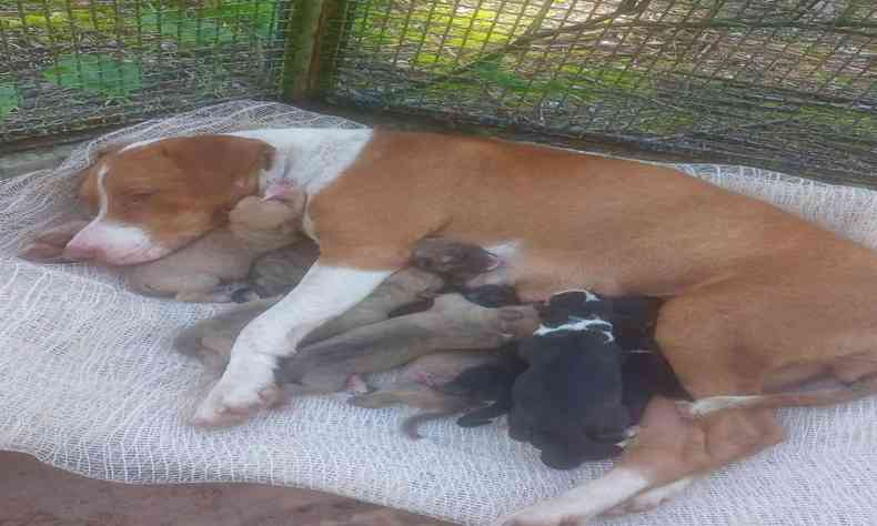 Pitbull com seus nove filhotes