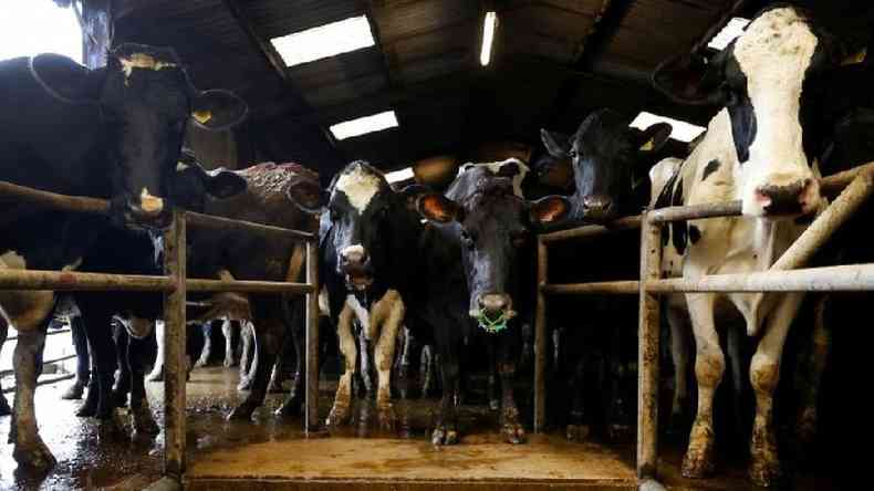 'Para mais de 90% das vacinas para gado, o ciclo completo de produo ocorre em territrio brasileiro', diz Emlio Saldanha, vice-presidente do Sindan(foto: REUTERS/Phil Noble)