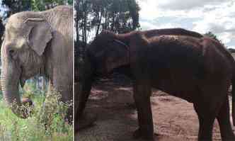 Guida (D) vive h cinco anos num stio em Paraguau, no Sul de Minas, com outra elefanta, Maya(foto: Santurio dos Elefantes/ Divulgao )
