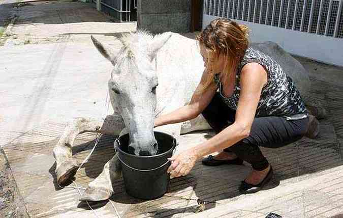 Professora cuidou do animal por mais de cinco horas  espera por socorro(foto: Edsio Ferreira/EM/D.A.Press)