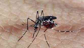 Mosquito Aedes aegypti, responsvel pela transmisso dos vrus da dengue, febre chikungunya e Zika(foto: Arquivo Agncia Brasil)