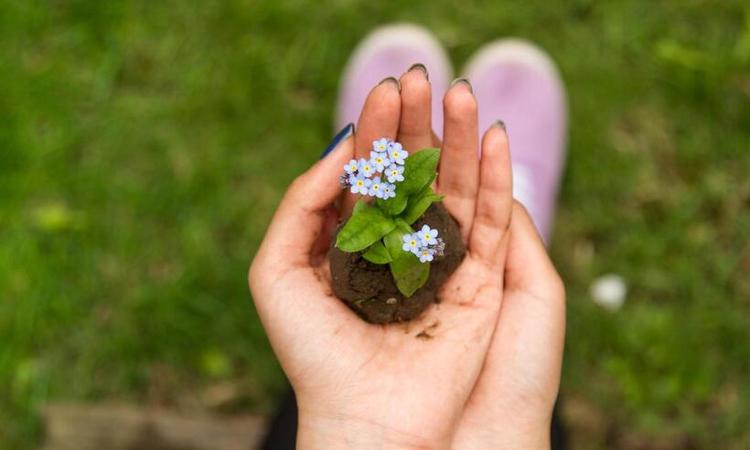 mo segura uma pequena muda de flor