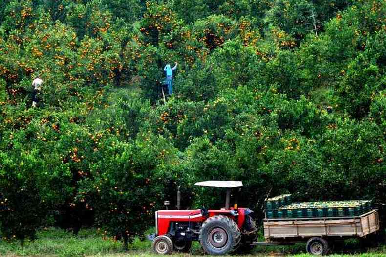 Produo em Belo Vale, que abriga 2,5 mil hectares de tangerina ponkan nesta safra, confirmando a posio do estado como segundo maior produtor do pas(foto: Ramon Lisboa/EM/D.A Press 26/6/13)