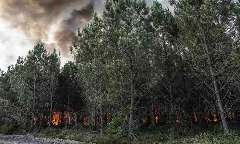 Imagem mostra floresta pegando fogo