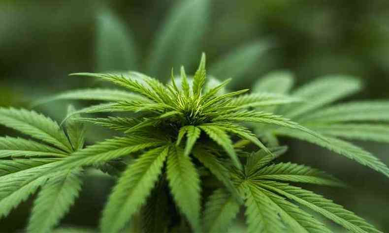 Fabricantes de produtos  base da cannabis esperam que autorizao do uso medicinal no Brasil abra caminho para a erva com fins recreativos, cosmticos e na alimentao(foto: Reproduo/Pixabay)