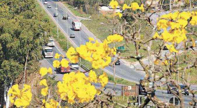 AS flores do o ar da graa at nas rodovias, como na BR-040(foto: Beto Novaes/EM/D.A Press)