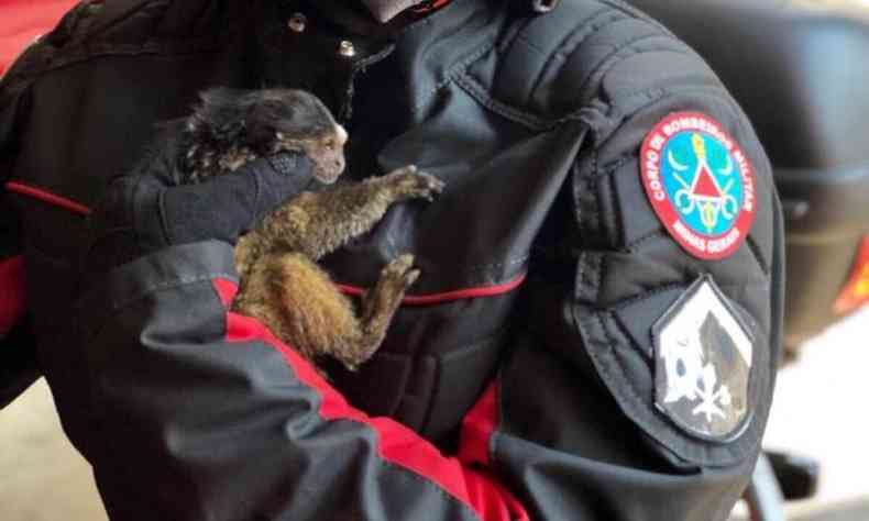 Primata  resgatado por bombeiros no Bairro Abadia, em Uberaba(foto: Corpo de Bombeiros/Divulgao)