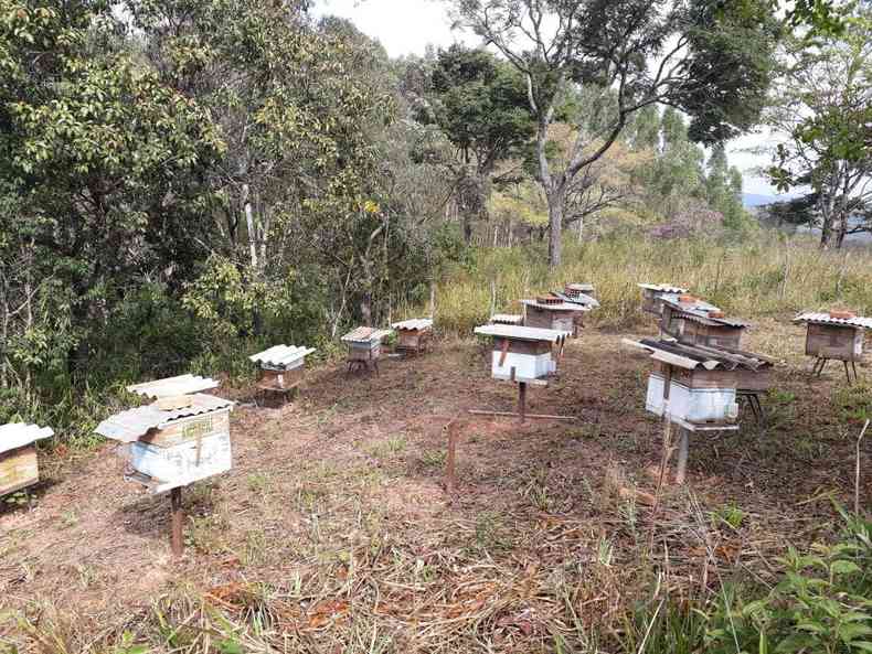 A apicultura  uma das atividades que j existiam em Nova Lima, mas passou a se estabelecer depois da capacitao oferecida pela Emater (foto: Arquivo pessoal)