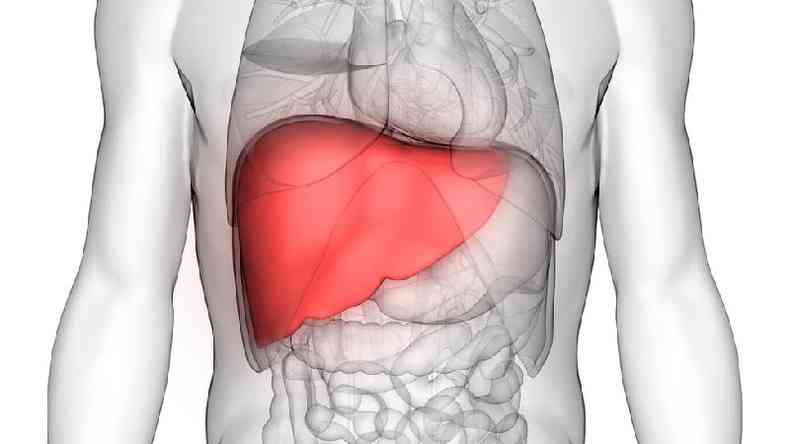 Ilustração do fígado dentro do corpo