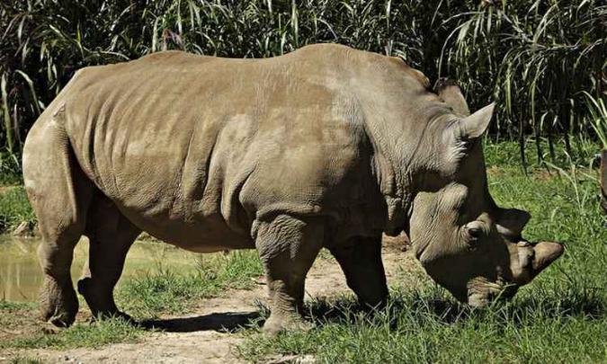 (foto: Fundação Zoo-Botânica/Divulgação) (foto: Fundação Zoo-Botânica/Divulgação)