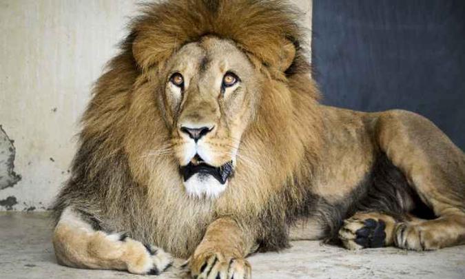 O leão africano Lolek chegou em janeiro vindo do Zoológico de Dortmund(foto: Daniel Alvezs/Fundação Zoobotânica ) O leão africano Lolek chegou em janeiro vindo do Zoológico de Dortmund(foto: Daniel Alvezs/Fundação Zoobotânica )