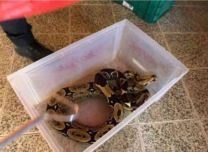 Fiscais do Ibram fizeram novas apreenses de animais silvestres no Distrito Federal nessa tera-feira (14)(foto: Ibram/Divulgao)