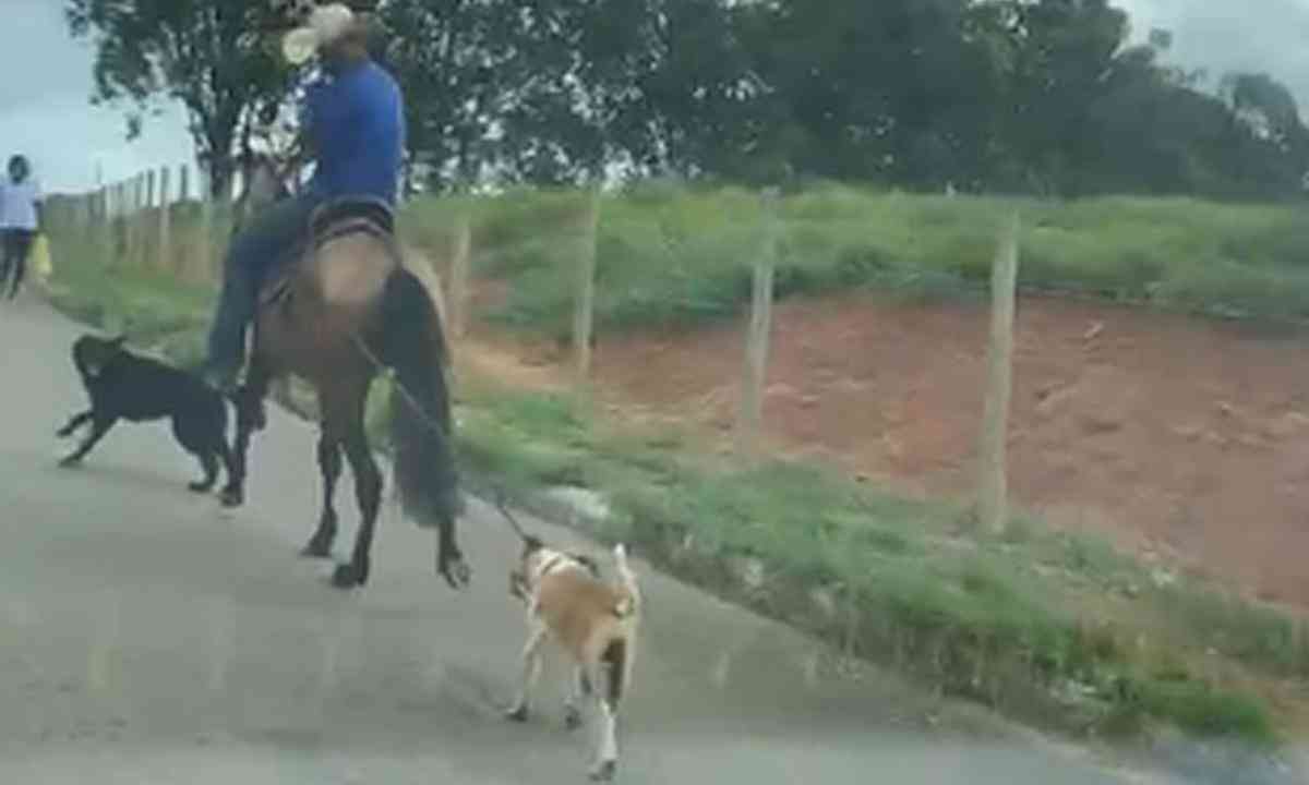 video do cara matando cavalo com faca