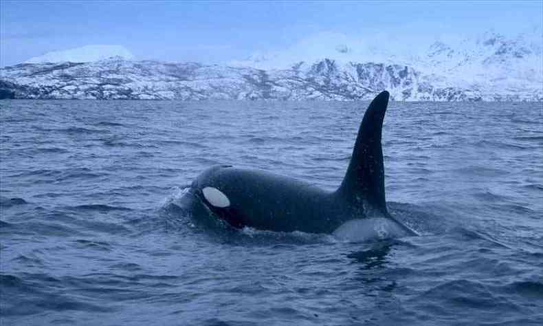 As baleias fmeas dessa espcie perdem sua capacidade de reproduo entre os 30 e os 40 anos(foto: Olivier MORIN / AFP )