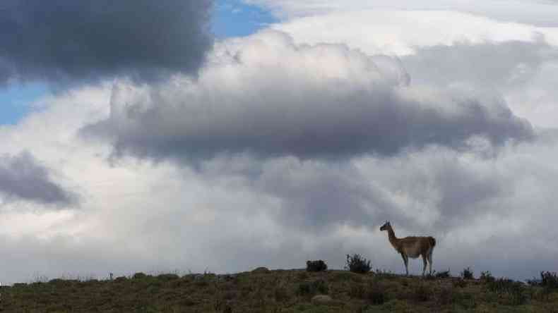 Os guanacos, 'primos das lhamas', fazem parte da fauna do Parque Nacional da Patagnia.(foto: Getty Images)
