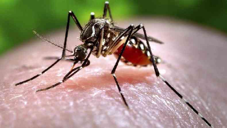 Zika  transmitido pelo mosquito Aedes aegypti, que  mais ativo durante o dia