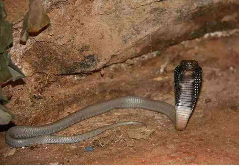 Estudante picado por cobra naja no Distrito Federal deve sair da UTI