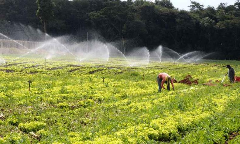 Uso da irrigação é opção à escassez de chuvas para o cultivo de hortaliças. Técnica vale também para outras culturas(foto: Beto Magalhães/EM/D.A Press 10/2/14) Uso da irrigação é opção à escassez de chuvas para o cultivo de hortaliças. Técnica vale também para outras culturas(foto: Beto Magalhães/EM/D.A Press 10/2/14)