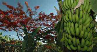 Faemg/ Divulgao(foto: Resultado positivo: fruticultores do Norte de Minas estudaram processos para a banana chegar em boas condies do outro lado do mundo )