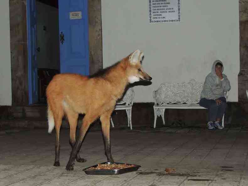 Desde 1982, o Santurio do Caraa oferece um jantar especial para os lobos-guars
