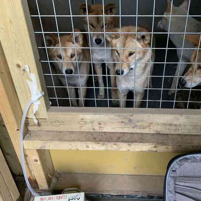 Dingos