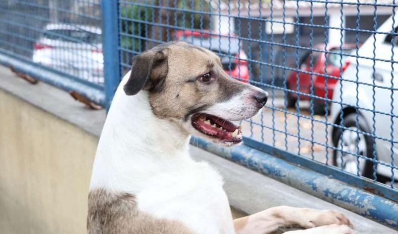 Cachorro para ser adotado