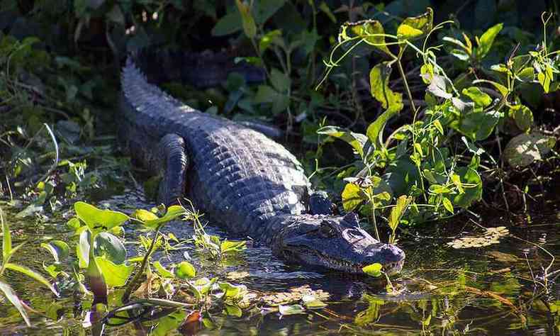 Imagem meramente ilustrativa de jacar do Pantanal(foto: Fernando Stankuns )
