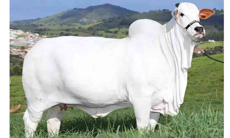 Vaca Viatina-19, de 39 meses, vencedora de vrios prmios 