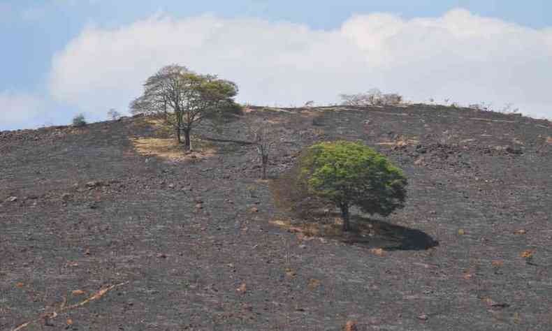Incndio havia consumido, at essa segunda-feira (14), 4.200 hectares da Serra da Moeda(foto: Alexandre Guzanshe/EM/D.A Press)
