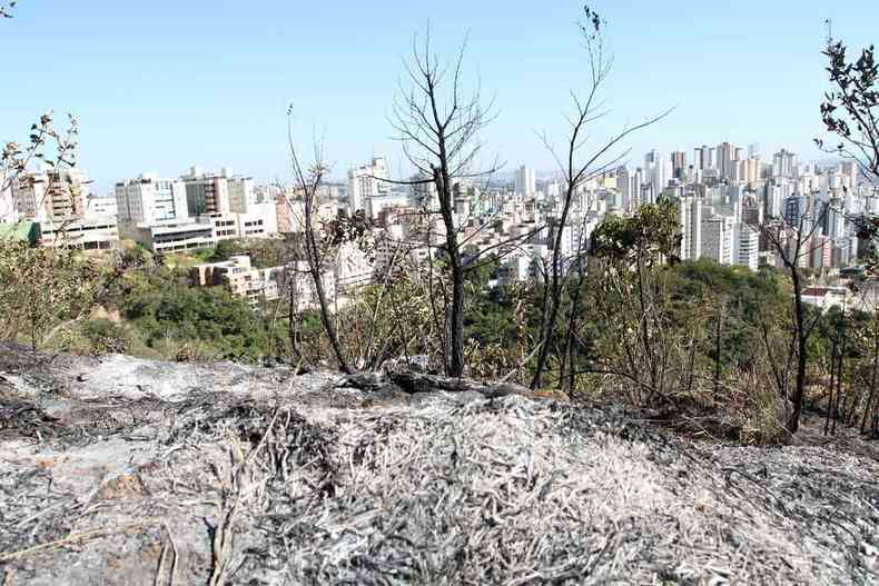 Cinzas em rea verde atingida por incndio em mata nas imediaes do Bairro Buritis, com prdios ao fundo