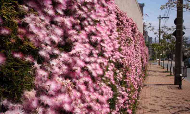 Muro florido no Bairro Belvedere: um pouco de natureza para ajudar a enfrentar o calor (foto: Fotos: EDSIO FERREIRA/EM/D.A PRESS)