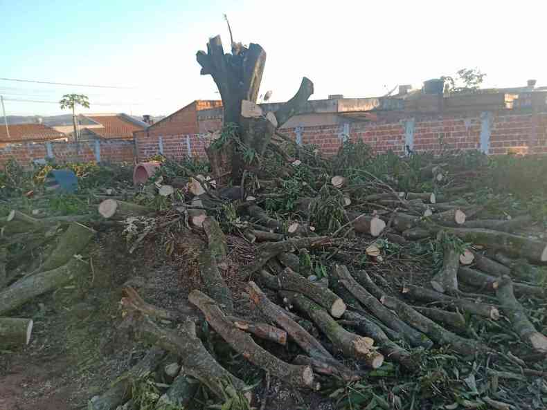 rvores que foram destrudas