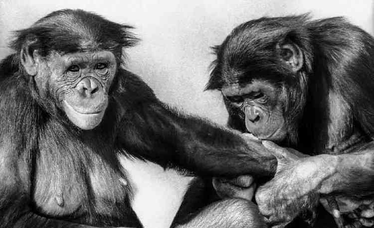 Macho 'beijando' o brao de bonobo fmea