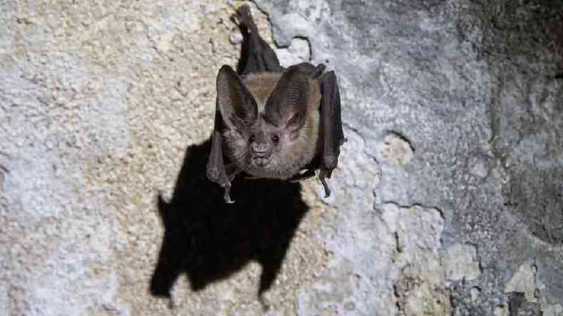 Morcegos-vampiros so animais sociais que gostam de cuidar uns dos outros e compartilhar comida(foto: Getty Images)