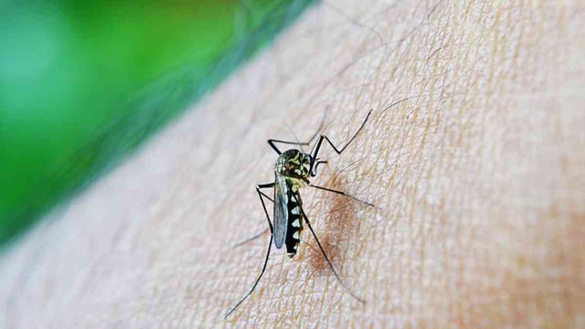 Dengue en Bosnia y Herzegovina: más de 1.000 casos confirmados en una semana – Gerais