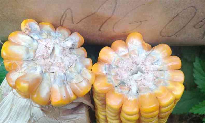 Penicillium contaminha frutos e sementes, gerando srias doenas(foto: Dagma da Silva/Embrapa/Divulgao)