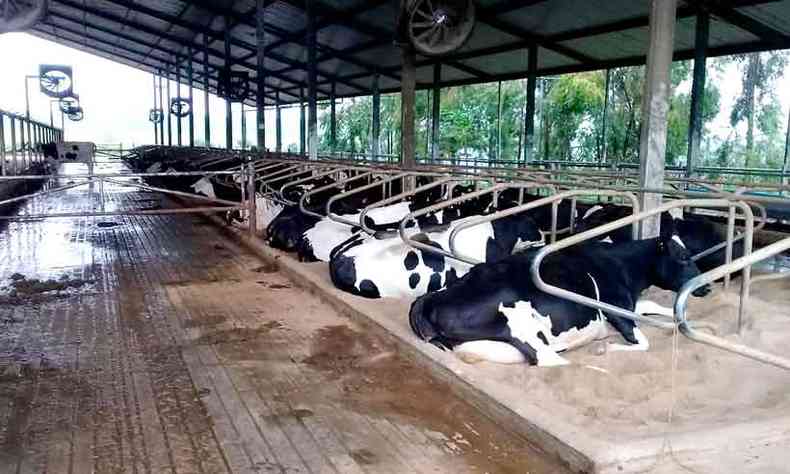 Na propriedade rural da famlia, em Piumhi, Maria Stelita Vaz Goulart produz mdia de 4 mil litros de leite por dia(foto: Arquivo pessoal)