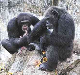 Os chimpanzs, como os humanos, se incomodam tambm quando outros so injustiados(foto: SIA KAMBOU/AFP)