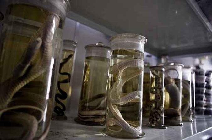 (foto: Thiago Mamede /FUNED)