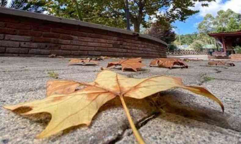 Folha seca de outono caída no chão