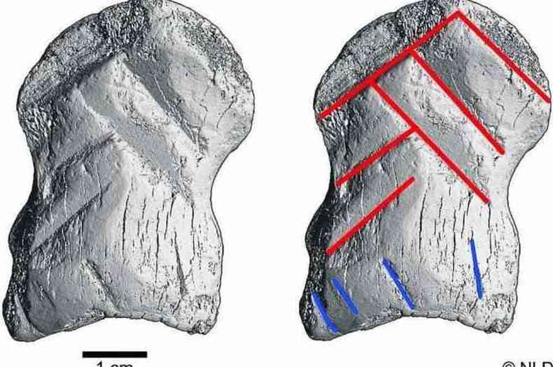 Osso de um cervo esculpido h 51 mil anos por 'primos' extintos do homem moderno: linhas no foram traadas aleatoriamente(foto: AFP)